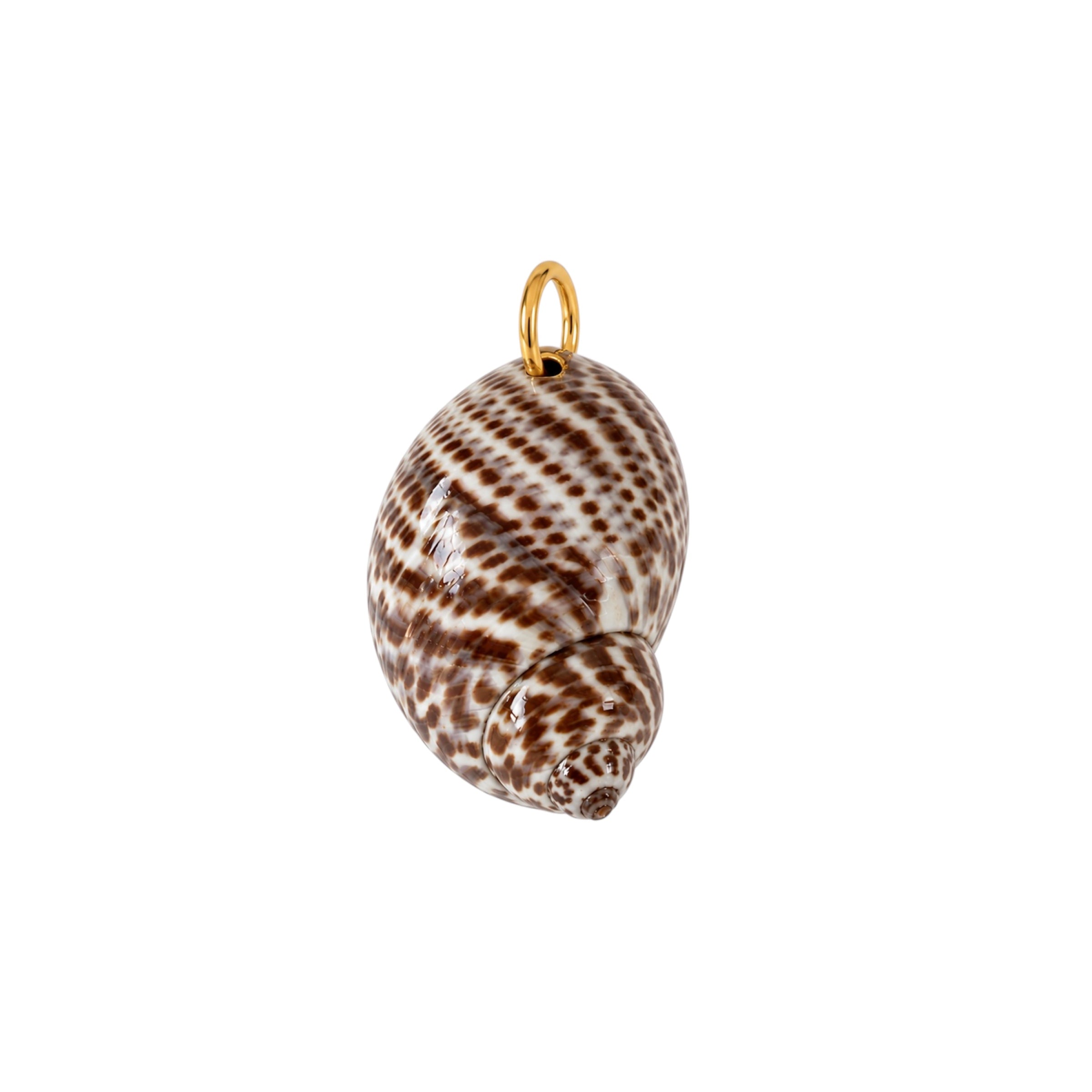 Natural Tiger Moon Shell