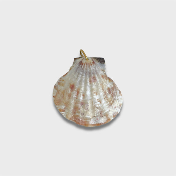 Natural Scallop Shell: 3