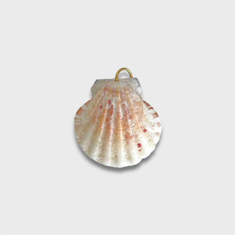 Natural Scallop Shell: 1