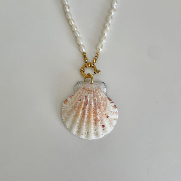 Natural Scallop Shell: 1