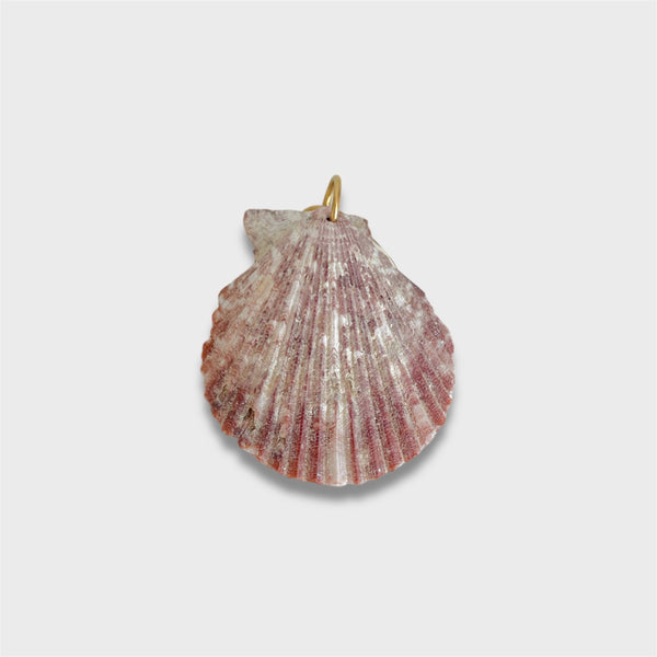 Natural Scallop Shell: 2