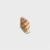 Natural Trumpet Shell Charm